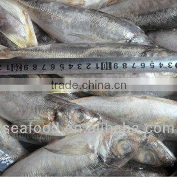 Whole round frozen horse Mackerel on sale