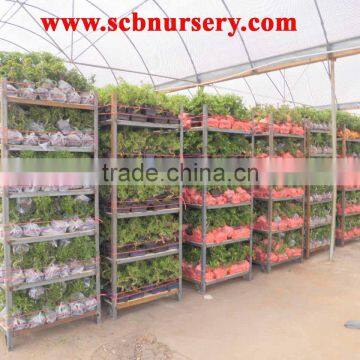 Bonsai Nursery Plant Supplier From China photo-2