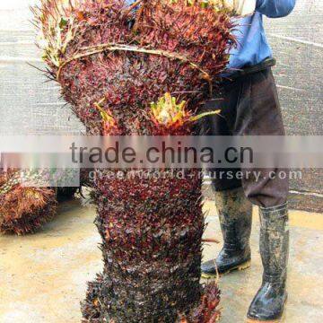 cycas revoluta washed double heads