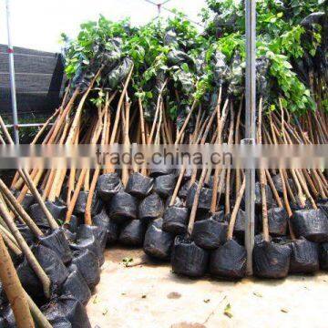 Ficus Religiosa Diameter 5cm potted