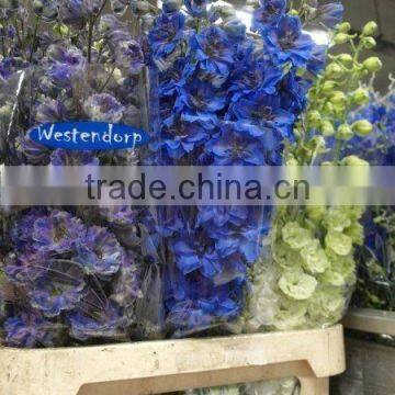 Delphinium photo-2