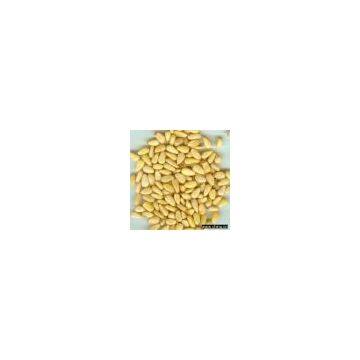 Sell Pine Nut Kernels