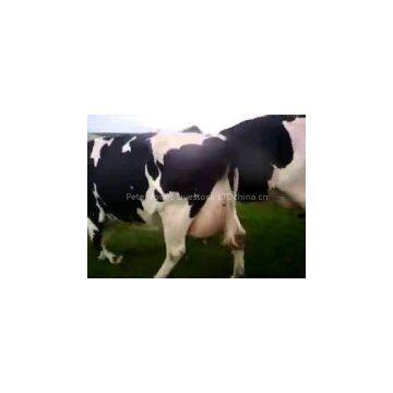 Holstein Heifers Cattle, Angus Cattle, English Longhorn Cattle