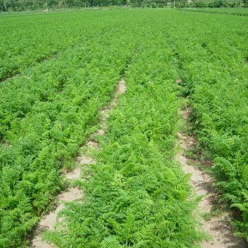 Best Quality Fresh Carrot,2018 New Carrot photo-4