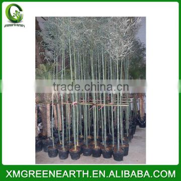 PHYLLOSTACHYS PUBESCENS diameter 1-2.5cm