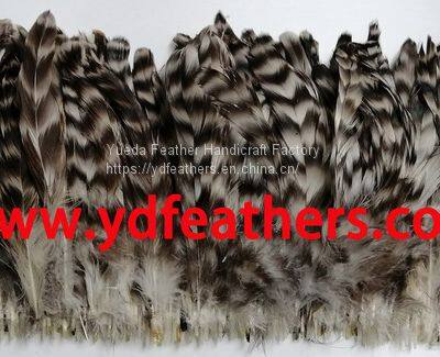 Rooster/coque/cock tail feather chinchilla for Wholesale from China