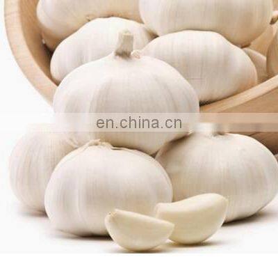 Pure White Fresh Garlic Chinese Garlic photo-2