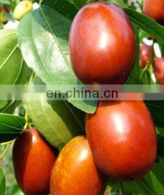 Automatic Date Syrup Production Line/date Paste Processing Machine photo-4