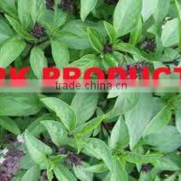 100%Pure Basil Oil