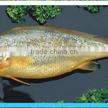 YELLOW CROAKER FISH(SEAFOOD)