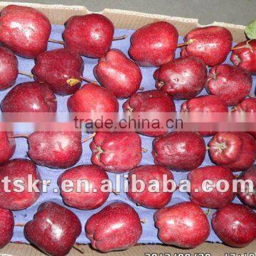 list of vegetables of red apple