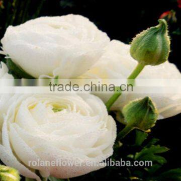 The High quality cut fresh Ranunculus asiaticus flower for indoor decoration