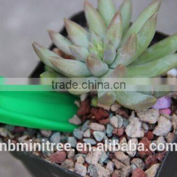 Planter Mover photo-2