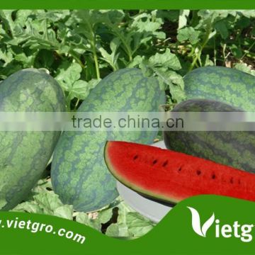 High Yield F1 Hybrid Watermelon Seeds For Planting VGW04/ Vegetable seeds