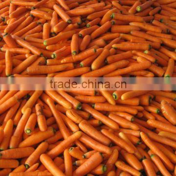 fresh vegetables baby carrots 2014