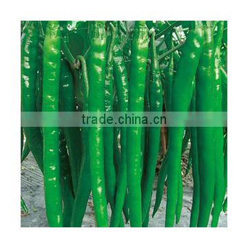 High Yield Long Pepper Seeds chinese vegetable seeds for growing-Xin Guan No.3