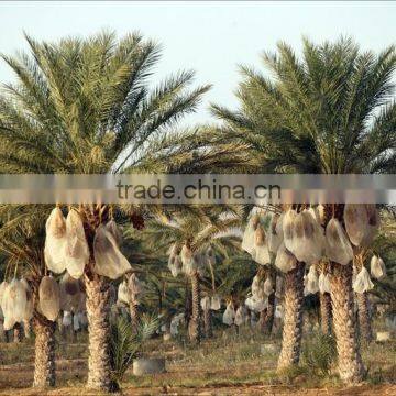 Organic Standard Dates "Deglet Noor" Category, Standard Organic Dates, Healthy Fruit , Organic Standard Dates 250g Tray photo-5