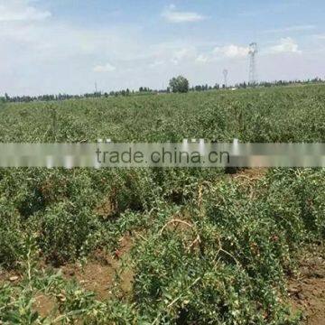 Organic Freeze Dried Goji Berry Powder From Wolfberry Origin photo-5