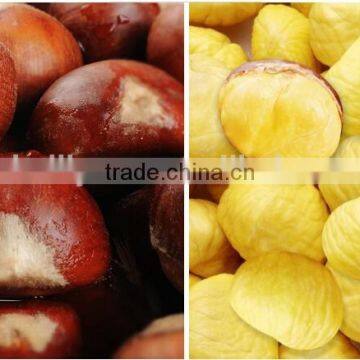 2015 New Organic Raw Chestnuts for Sale photo-2