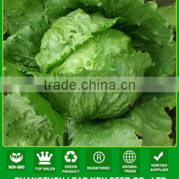 MLT05 Mali heat resistant hot sale iceberg lettuce seeds for planting