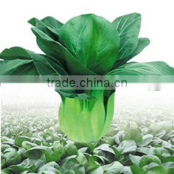 Green Cabbage Seed For Sale Lv Guan