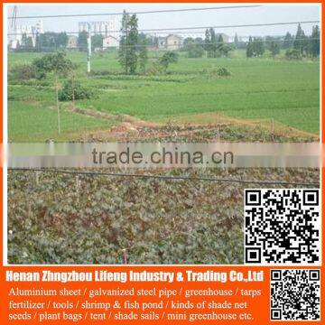 nylon greenhouse anti bird trap mist net , plastic fruit bird protection net , hdpe safety plant support anti bird green net