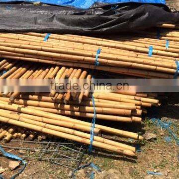 MANAU CANE RATTAN photo-2