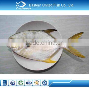 frozen whole round golden pomfret 500-700g