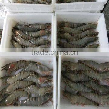 frozen river shrimp