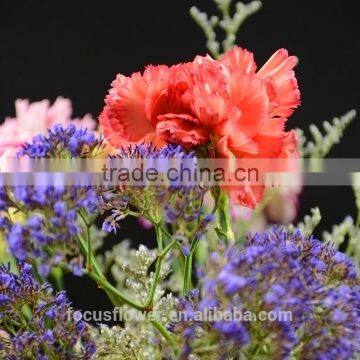 High quality cut fresh flower/diverse carnation high quality wholesale from yunnan