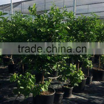 Lemon Tree - Citrus Limon