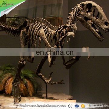 Dinosaur fossil museum allosaurus specimens