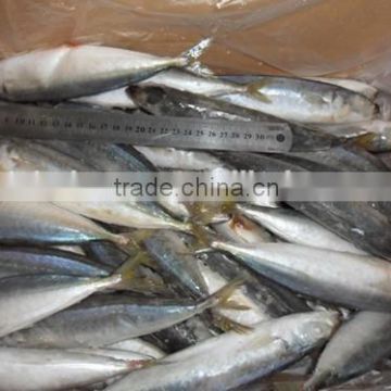 size 80 pcs / ctn Hot sale IQF frozen round scad