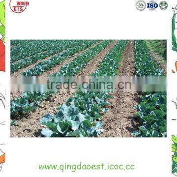 Organic Green Vegetables Fresh Cauliflower From China photo-6