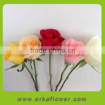 High Quality Hot Selling Factory Direct Sale Importers photo-4