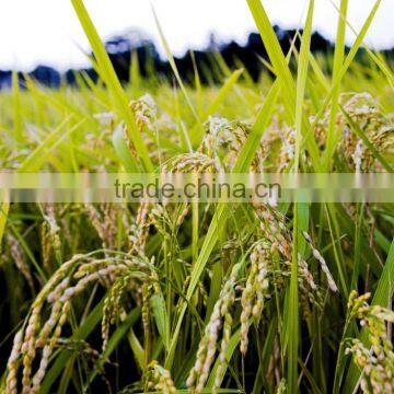 Suvimie Traditional Rice (Suwandel) photo-3