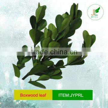 Preserved boxwood leaf for different kinds handicraft making