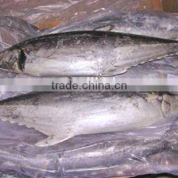 frozen tuna fish IQF whole