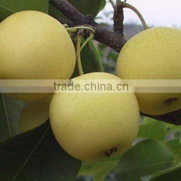 Chinese golden pear in 10kg