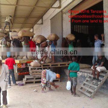 Very Good Tanzania Raw Cashew Nuts ( Tanzania Contact: 255 682 294 635) photo-4