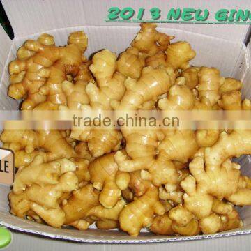 2013 New Chinese Mature Fresh Gingers HOT !HOT!