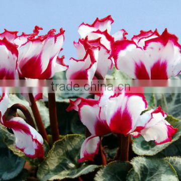 Hybrid Cyclamen Seeds For Sale