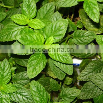 2015 Newest Mentha Piperita Seeds For Growing