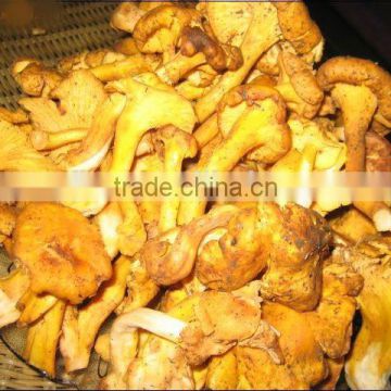 2015 New Real Wild Fresh Mushroom/ Chanterelles Wholesale