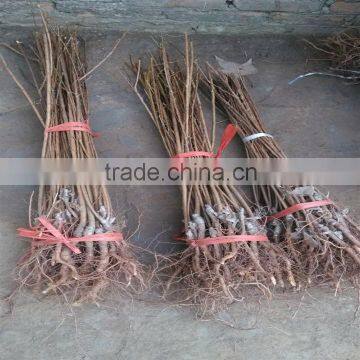 Apricot Tree Seedling