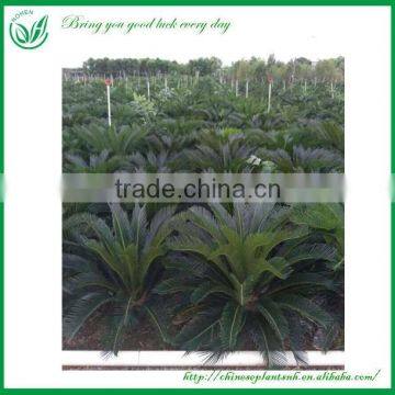 Cycas Outdoor Ornamental Plant photo-3