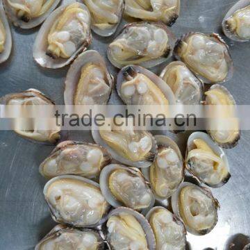 Japan Standard Whole Cooked Clam With Shell and Chemical Free photo-4