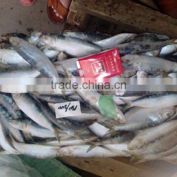 Top quality frozen sardine/Sardinops