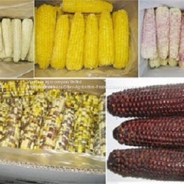 IQF sweet corn