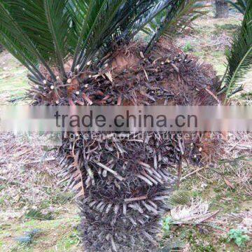 cycas revoluta sago palm